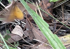 Epidesmia chilonaria