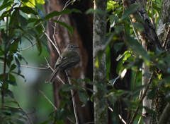 Myiopagis viridicata