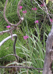 Allium brevistylum