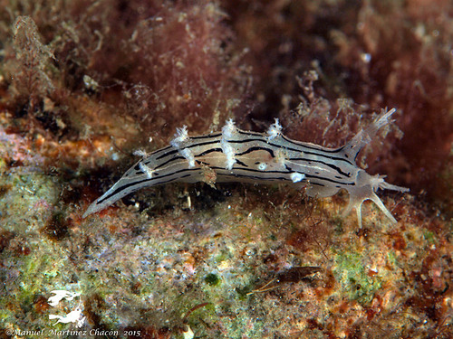 Duvaucelia striata (Haefelfinger, 1963)