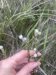Pimelea octophylla