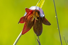 Fritillaria biflora