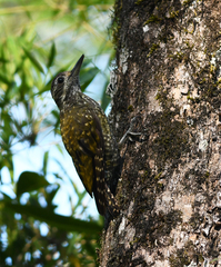 Dryobates spilogaster