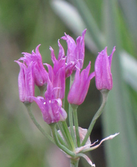 Allium brevistylum
