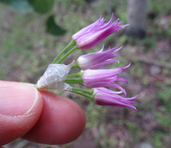 Allium brevistylum