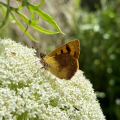 Lycaena