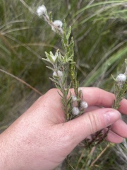 Pimelea octophylla