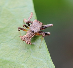 Arkys dilatatus