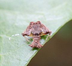 Arkys dilatatus