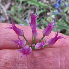 Allium brevistylum