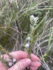 Pimelea octophylla