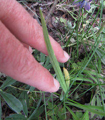 Allium brevistylum