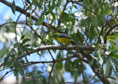 Chlorophonia cyanea