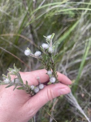 Pimelea octophylla