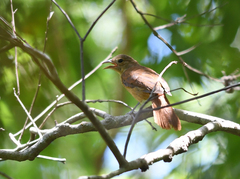 Tachyphonus coronatus