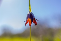 Fritillaria biflora
