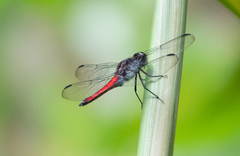 Libellula herculea