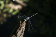 Micrathyria hypodidyma