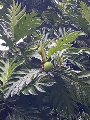 Artocarpus