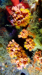 Tubastraea coccinea
