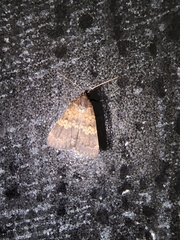 Hydrillodes lentalis