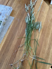 Anthoxanthum odoratum