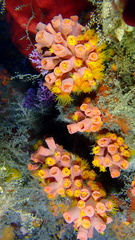 Tubastraea coccinea