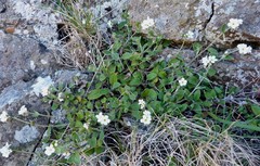 Myosotis lytteltonensis