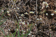 Draba verna