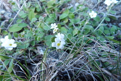 Myosotis lytteltonensis