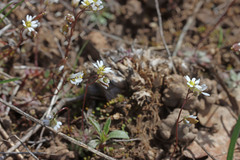 Draba verna