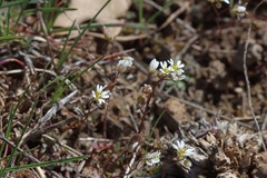 Draba verna