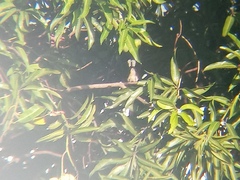 Rhipidura nigritorquis