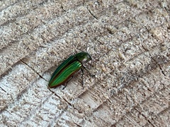 Buprestis aurulenta