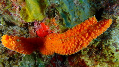 Ptilocaulis walpersii