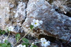 Myosotis lytteltonensis