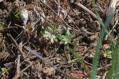 Draba verna