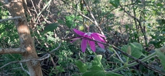 Passiflora sublanceolata