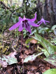 Erythronium hendersonii