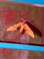 Protambulyx strigilis