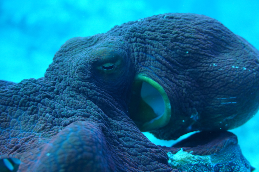 Big blue octopus