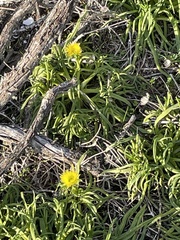 Conicosia pugioniformis