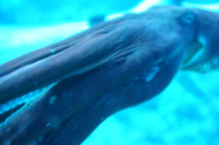 Octopus cyanea