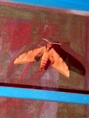 Protambulyx strigilis