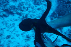 Octopus cyanea