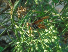 Polistes buyssoni