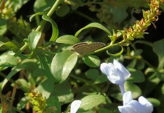 Leptotes trigemmatus