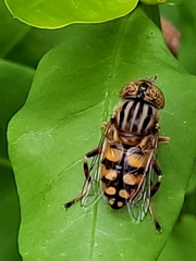 Eristalinus punctulatus