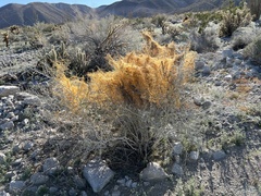 Cuscuta psorothamnensis