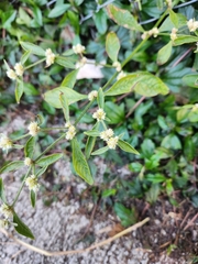 Alternanthera sessilis